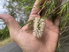 Melaleuca armillaris