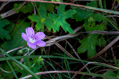 Geranium flanaganii
