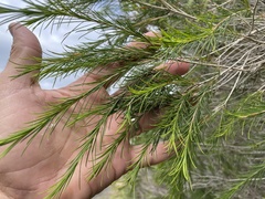 Melaleuca armillaris