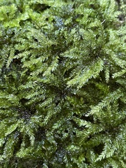 Hypnodendron