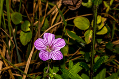 Geranium flanaganii
