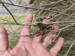 Melaleuca armillaris
