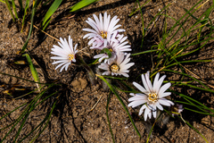 Gerbera natalensis