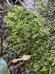 Hypnodendron