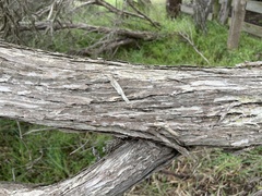 Melaleuca armillaris