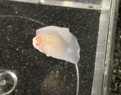 Gastropteron pacificum