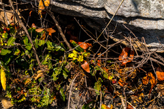 Ochna serrulata
