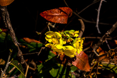 Ochna serrulata