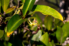 Ischnolepis natalensis