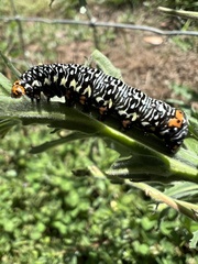 Phalaenoides tristifica