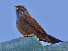 Emberiza sahari