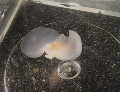 Gastropteron pacificum