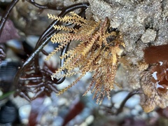 Abietinaria