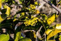 Salacia gerrardii