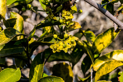 Salacia gerrardii