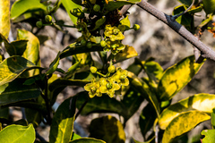 Salacia gerrardii