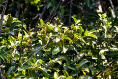 Salacia gerrardii