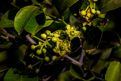 Salacia gerrardii