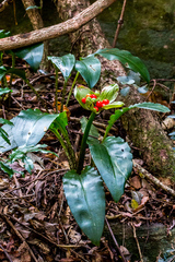 Scadoxus membranaceus