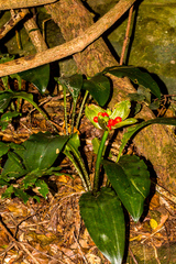 Scadoxus membranaceus