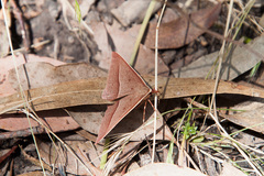 Epidesmia chilonaria