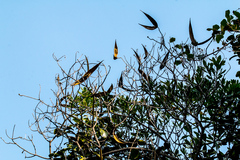 Strophanthus speciosus