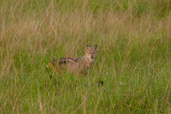 Lupulella adusta adusta