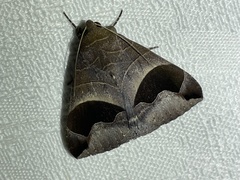 Bastilla solomonensis