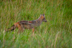 Lupulella adusta adusta