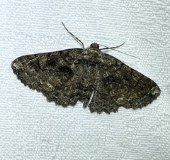 Paradromulia ambigua