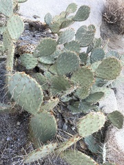 Opuntia chlorotica