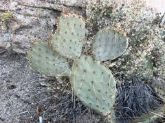 Opuntia chlorotica
