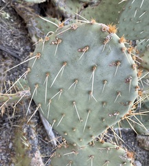 Opuntia chlorotica