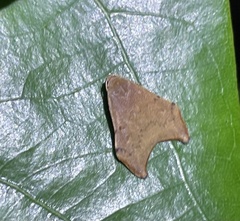 Macaduma