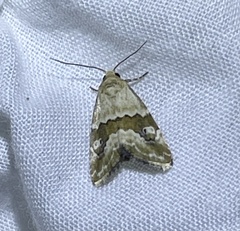 Maliattha amorpha