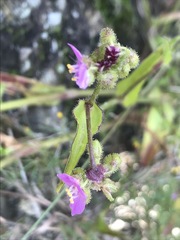 Tradescantieae