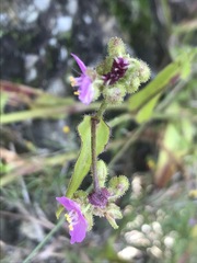 Tradescantieae