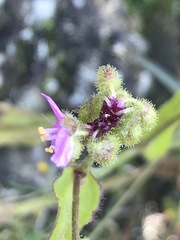 Tradescantieae