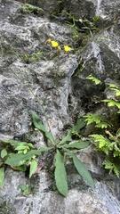 Ixeridium laevigatum