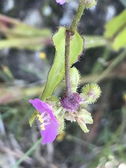 Tradescantieae