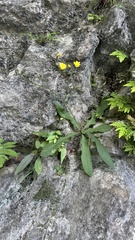 Ixeridium laevigatum