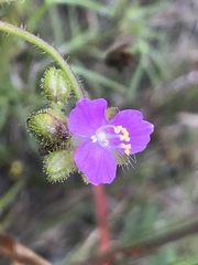 Tradescantieae