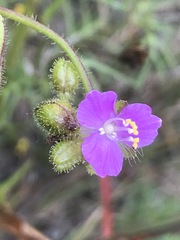 Tradescantieae