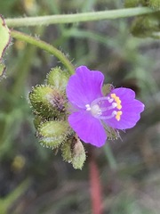 Tradescantieae