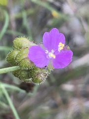 Tradescantieae
