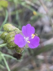 Tradescantieae