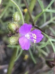 Tradescantieae