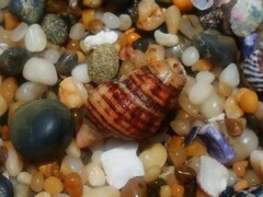 Turrilatirus turritus