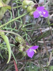 Tradescantieae