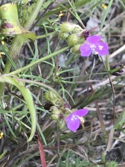 Tradescantieae